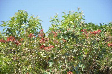 Coxs Bazar, Bangladeş 'te kırmızı çiçekli mor mercan ağacı. Açık mavi gökyüzünün altındaki yoğun yeşil tepe örtüsü tropikal kıyı bitkilerini, mevsimlik çiçekleri ve güneydoğu Bangladeş 'in doğal manzarasını vurgular..