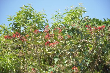 Coxs Bazar, Bangladeş 'te kırmızı çiçekli mor mercan ağacı. Açık mavi gökyüzünün altındaki yoğun yeşil tepe örtüsü tropikal kıyı bitkilerini, mevsimlik çiçekleri ve güneydoğu Bangladeş 'in doğal manzarasını vurgular..