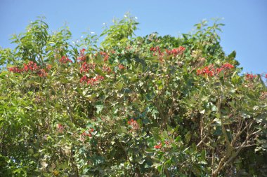 Açık mavi gökyüzüne karşı yemyeşil yapraklar arasında açan kırmızı çiçekler. Çiçek açan mor mercan ağacının geniş manzarası canlı tropikal renkleri, mevsimsel gelişimi ve doğal doğa güzelliğini vurguluyor..