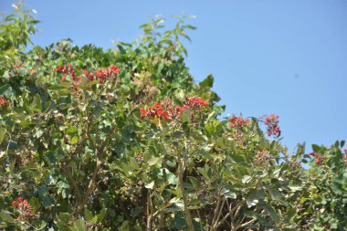 Açık mavi gökyüzüne karşı yemyeşil yapraklar arasında açan kırmızı çiçekler. Çiçek açan mor mercan ağacının geniş manzarası canlı tropikal renkleri, mevsimsel gelişimi ve doğal doğa güzelliğini vurguluyor..