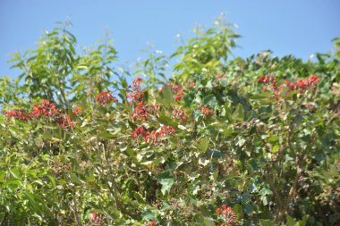 Açık mavi gökyüzüne karşı yemyeşil yapraklar arasında açan kırmızı çiçekler. Çiçek açan mor mercan ağacının geniş manzarası canlı tropikal renkleri, mevsimsel gelişimi ve doğal doğa güzelliğini vurguluyor..