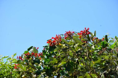 Açık mavi gökyüzüne karşı yemyeşil yapraklar arasında açan kırmızı çiçekler. Çiçek açan mor mercan ağacının geniş manzarası canlı tropikal renkleri, mevsimsel gelişimi ve doğal doğa güzelliğini vurguluyor..