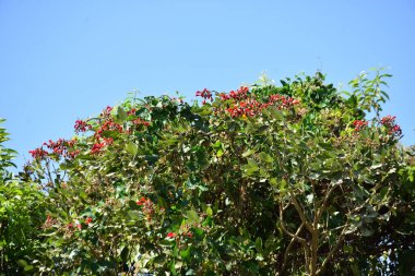 Açık mavi gökyüzüne karşı yemyeşil yapraklar arasında açan kırmızı çiçekler. Çiçek açan mor mercan ağacının geniş manzarası canlı tropikal renkleri, mevsimsel gelişimi ve doğal doğa güzelliğini vurguluyor..