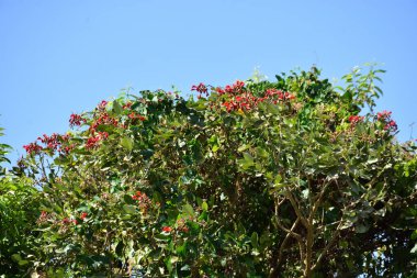 Açık mavi gökyüzüne karşı yemyeşil yapraklar arasında açan kırmızı çiçekler. Çiçek açan mor mercan ağacının geniş manzarası canlı tropikal renkleri, mevsimsel gelişimi ve doğal doğa güzelliğini vurguluyor..