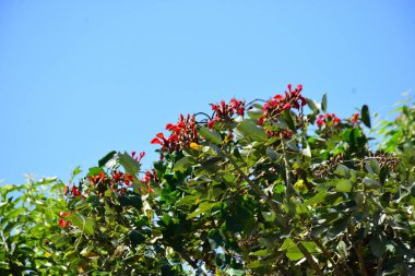 Açık mavi gökyüzüne karşı yemyeşil yapraklar arasında açan kırmızı çiçekler. Çiçek açan mor mercan ağacının geniş manzarası canlı tropikal renkleri, mevsimsel gelişimi ve doğal doğa güzelliğini vurguluyor..