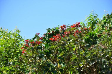 Açık mavi gökyüzüne karşı yemyeşil yapraklar arasında açan kırmızı çiçekler. Çiçek açan mor mercan ağacının geniş manzarası canlı tropikal renkleri, mevsimsel gelişimi ve doğal doğa güzelliğini vurguluyor..