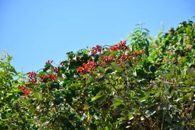 Açık mavi gökyüzüne karşı yemyeşil yapraklar arasında açan kırmızı çiçekler. Çiçek açan mor mercan ağacının geniş manzarası canlı tropikal renkleri, mevsimsel gelişimi ve doğal doğa güzelliğini vurguluyor..
