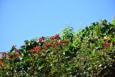Açık mavi gökyüzüne karşı yemyeşil yapraklar arasında açan kırmızı çiçekler. Çiçek açan mor mercan ağacının geniş manzarası canlı tropikal renkleri, mevsimsel gelişimi ve doğal doğa güzelliğini vurguluyor..