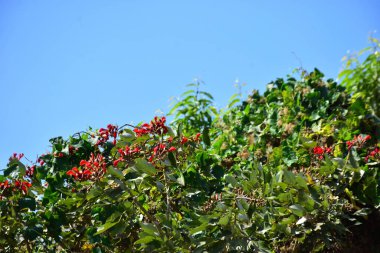 Açık mavi gökyüzüne karşı yemyeşil yapraklar arasında açan kırmızı çiçekler. Çiçek açan mor mercan ağacının geniş manzarası canlı tropikal renkleri, mevsimsel gelişimi ve doğal doğa güzelliğini vurguluyor..