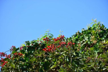 Açık mavi gökyüzüne karşı yemyeşil yapraklar arasında açan kırmızı çiçekler. Çiçek açan mor mercan ağacının geniş manzarası canlı tropikal renkleri, mevsimsel gelişimi ve doğal doğa güzelliğini vurguluyor..