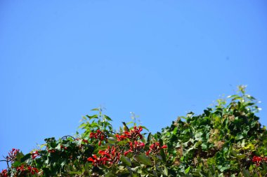 Açık mavi gökyüzüne karşı yemyeşil yapraklar arasında açan kırmızı çiçekler. Çiçek açan mor mercan ağacının geniş manzarası canlı tropikal renkleri, mevsimsel gelişimi ve doğal doğa güzelliğini vurguluyor..