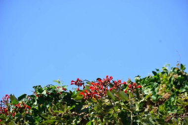 Açık mavi gökyüzüne karşı yemyeşil yapraklar arasında açan kırmızı çiçekler. Çiçek açan mor mercan ağacının geniş manzarası canlı tropikal renkleri, mevsimsel gelişimi ve doğal doğa güzelliğini vurguluyor..