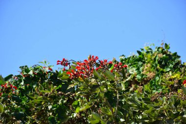 Açık mavi gökyüzüne karşı yemyeşil yapraklar arasında açan kırmızı çiçekler. Çiçek açan mor mercan ağacının geniş manzarası canlı tropikal renkleri, mevsimsel gelişimi ve doğal doğa güzelliğini vurguluyor..