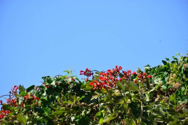 Açık mavi gökyüzüne karşı yemyeşil yapraklar arasında açan kırmızı çiçekler. Çiçek açan mor mercan ağacının geniş manzarası canlı tropikal renkleri, mevsimsel gelişimi ve doğal doğa güzelliğini vurguluyor..