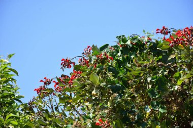 Açık mavi gökyüzüne karşı yemyeşil yapraklar arasında açan kırmızı çiçekler. Çiçek açan mor mercan ağacının geniş manzarası canlı tropikal renkleri, mevsimsel gelişimi ve doğal doğa güzelliğini vurguluyor..