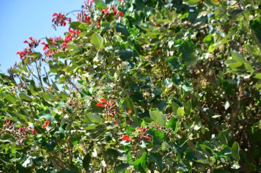 Açık mavi gökyüzüne karşı yemyeşil yapraklar arasında açan kırmızı çiçekler. Çiçek açan mor mercan ağacının geniş manzarası canlı tropikal renkleri, mevsimsel gelişimi ve doğal doğa güzelliğini vurguluyor..