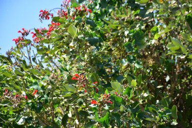Açık mavi gökyüzüne karşı yemyeşil yapraklar arasında açan kırmızı çiçekler. Çiçek açan mor mercan ağacının geniş manzarası canlı tropikal renkleri, mevsimsel gelişimi ve doğal doğa güzelliğini vurguluyor..