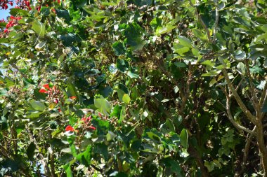 Açık mavi gökyüzüne karşı yemyeşil yapraklar arasında açan kırmızı çiçekler. Çiçek açan mor mercan ağacının geniş manzarası canlı tropikal renkleri, mevsimsel gelişimi ve doğal doğa güzelliğini vurguluyor..