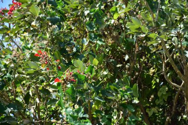 Açık mavi gökyüzüne karşı yemyeşil yapraklar arasında açan kırmızı çiçekler. Çiçek açan mor mercan ağacının geniş manzarası canlı tropikal renkleri, mevsimsel gelişimi ve doğal doğa güzelliğini vurguluyor..