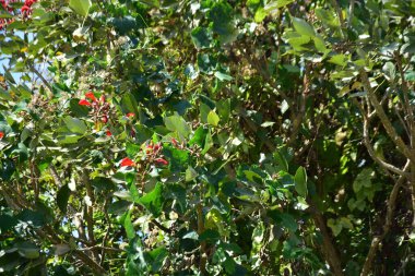 Açık mavi gökyüzüne karşı yemyeşil yapraklar arasında açan kırmızı çiçekler. Çiçek açan mor mercan ağacının geniş manzarası canlı tropikal renkleri, mevsimsel gelişimi ve doğal doğa güzelliğini vurguluyor..