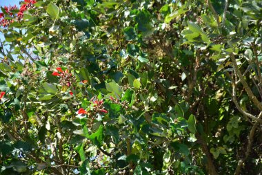 Parlak kırmızı çiçekleri ve açık mavi gökyüzüne karşı yeşil yaprakları olan çiçek açan mor mercan ağacı. Mevsimlik çiçekleri, canlı renkleri ve doğal doğa güzelliklerini gösteren tropik süs bitkisi sahnesi.