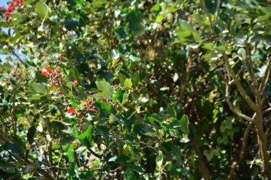 Parlak kırmızı çiçekleri ve açık mavi gökyüzüne karşı yeşil yaprakları olan çiçek açan mor mercan ağacı. Mevsimlik çiçekleri, canlı renkleri ve doğal doğa güzelliklerini gösteren tropik süs bitkisi sahnesi.