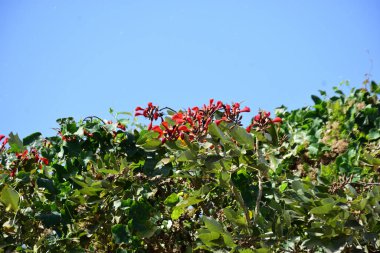 Parlak kırmızı çiçekleri ve açık mavi gökyüzüne karşı yeşil yaprakları olan çiçek açan mor mercan ağacı. Mevsimlik çiçekleri, canlı renkleri ve doğal doğa güzelliklerini gösteren tropik süs bitkisi sahnesi.