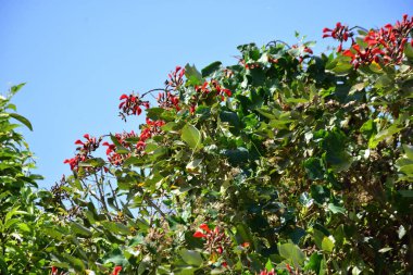 Parlak kırmızı çiçekleri ve açık mavi gökyüzüne karşı yeşil yaprakları olan çiçek açan mor mercan ağacı. Mevsimlik çiçekleri, canlı renkleri ve doğal doğa güzelliklerini gösteren tropik süs bitkisi sahnesi.