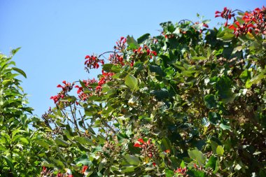 Parlak kırmızı çiçekleri ve açık mavi gökyüzüne karşı yeşil yaprakları olan çiçek açan mor mercan ağacı. Mevsimlik çiçekleri, canlı renkleri ve doğal doğa güzelliklerini gösteren tropik süs bitkisi sahnesi.