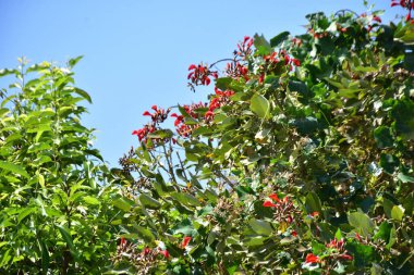 Parlak kırmızı çiçekleri ve açık mavi gökyüzüne karşı yeşil yaprakları olan çiçek açan mor mercan ağacı. Mevsimlik çiçekleri, canlı renkleri ve doğal doğa güzelliklerini gösteren tropik süs bitkisi sahnesi.