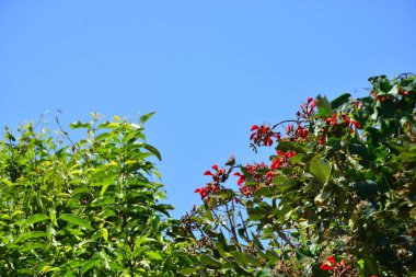 Parlak kırmızı çiçekleri ve açık mavi gökyüzüne karşı yeşil yaprakları olan çiçek açan mor mercan ağacı. Mevsimlik çiçekleri, canlı renkleri ve doğal doğa güzelliklerini gösteren tropik süs bitkisi sahnesi.