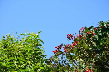 Parlak kırmızı çiçekleri ve açık mavi gökyüzüne karşı yeşil yaprakları olan çiçek açan mor mercan ağacı. Mevsimlik çiçekleri, canlı renkleri ve doğal doğa güzelliklerini gösteren tropik süs bitkisi sahnesi.