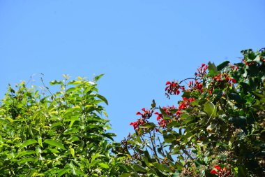 Parlak kırmızı çiçekleri ve açık mavi gökyüzüne karşı yeşil yaprakları olan çiçek açan mor mercan ağacı. Mevsimlik çiçekleri, canlı renkleri ve doğal doğa güzelliklerini gösteren tropik süs bitkisi sahnesi.