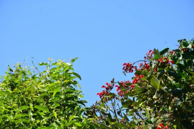 Mor mercan ağacında açan kırmızı çiçekler açık mavi gökyüzüne karşı. Canlı tropikal yapraklar ve taze çiçekler mevsimsel büyümeyi, bahçe güzelliğini ve doğa bitkilerini vurgulayan doğal bir çiçek sahnesi oluşturur..