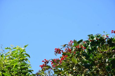 Mor mercan ağacında açan kırmızı çiçekler açık mavi gökyüzüne karşı. Canlı tropikal yapraklar ve taze çiçekler mevsimsel büyümeyi, bahçe güzelliğini ve doğa bitkilerini vurgulayan doğal bir çiçek sahnesi oluşturur..