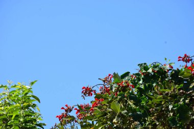 Mor mercan ağacında açan kırmızı çiçekler açık mavi gökyüzüne karşı. Canlı tropikal yapraklar ve taze çiçekler mevsimsel büyümeyi, bahçe güzelliğini ve doğa bitkilerini vurgulayan doğal bir çiçek sahnesi oluşturur..