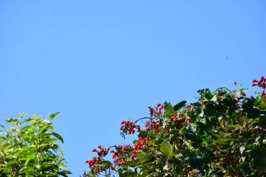 Mor mercan ağacında açan kırmızı çiçekler açık mavi gökyüzüne karşı. Canlı tropikal yapraklar ve taze çiçekler mevsimsel büyümeyi, bahçe güzelliğini ve doğa bitkilerini vurgulayan doğal bir çiçek sahnesi oluşturur..