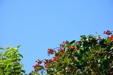 Mor mercan ağacında açan kırmızı çiçekler açık mavi gökyüzüne karşı. Canlı tropikal yapraklar ve taze çiçekler mevsimsel büyümeyi, bahçe güzelliğini ve doğa bitkilerini vurgulayan doğal bir çiçek sahnesi oluşturur..