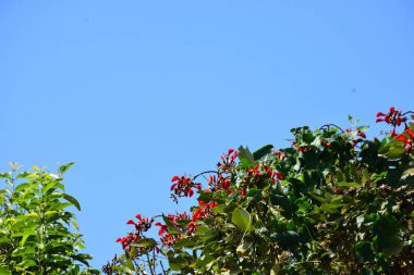 Mor mercan ağacında açan kırmızı çiçekler açık mavi gökyüzüne karşı. Canlı tropikal yapraklar ve taze çiçekler mevsimsel büyümeyi, bahçe güzelliğini ve doğa bitkilerini vurgulayan doğal bir çiçek sahnesi oluşturur..