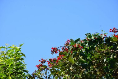 Mor mercan ağacında açan kırmızı çiçekler açık mavi gökyüzüne karşı. Canlı tropikal yapraklar ve taze çiçekler mevsimsel büyümeyi, bahçe güzelliğini ve doğa bitkilerini vurgulayan doğal bir çiçek sahnesi oluşturur..