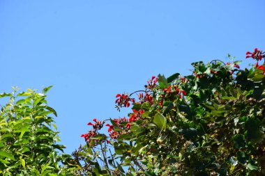 Mor mercan ağacında açan kırmızı çiçekler açık mavi gökyüzüne karşı. Canlı tropikal yapraklar ve taze çiçekler mevsimsel büyümeyi, bahçe güzelliğini ve doğa bitkilerini vurgulayan doğal bir çiçek sahnesi oluşturur..