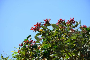 Mor mercan ağacında açan kırmızı çiçekler açık mavi gökyüzüne karşı. Canlı tropikal yapraklar ve taze çiçekler mevsimsel büyümeyi, bahçe güzelliğini ve doğa bitkilerini vurgulayan doğal bir çiçek sahnesi oluşturur..