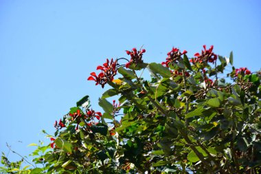 Mor mercan ağacında açan kırmızı çiçekler açık mavi gökyüzüne karşı. Canlı tropikal yapraklar ve taze çiçekler mevsimsel büyümeyi, bahçe güzelliğini ve doğa bitkilerini vurgulayan doğal bir çiçek sahnesi oluşturur..
