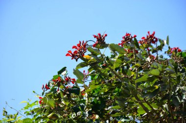 Mor mercan ağacında açan kırmızı çiçekler açık mavi gökyüzüne karşı. Canlı tropikal yapraklar ve taze çiçekler mevsimsel büyümeyi, bahçe güzelliğini ve doğa bitkilerini vurgulayan doğal bir çiçek sahnesi oluşturur..