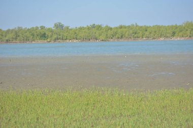 Bakkhali kıyısında, Bangladeş 'te sular çekildiğinde ıslak kumlu sahillere saçılmış minik yengeçler. Sahil sahnesi, sakin bir kıyı şeridinde deniz canlıları, gelgit düzlükleri ve nehir-deniz ekosistem örüntülerini gösteriyor..