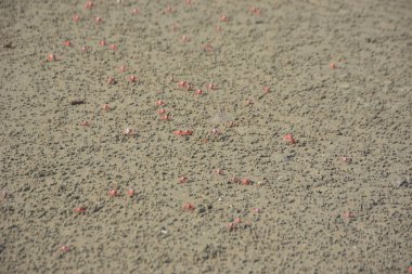 Bakkhali kıyısında, Bangladeş 'te sular çekildiğinde ıslak kumlu sahillere saçılmış minik yengeçler. Sahil sahnesi, sakin bir kıyı şeridinde deniz canlıları, gelgit düzlükleri ve nehir-deniz ekosistem örüntülerini gösteriyor..