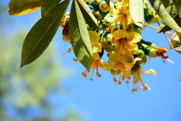 Kapok ağacı çiçekleri (Ceiba pentandra) açık mavi gökyüzünde çiçek açar. Genişletilmiş erkeklik organlarıyla narin sarı çiçekler tropikal ağaçların çiçek açmasını, botanik detaylarını ve doğal mevsimsel büyümeyi vurgular..