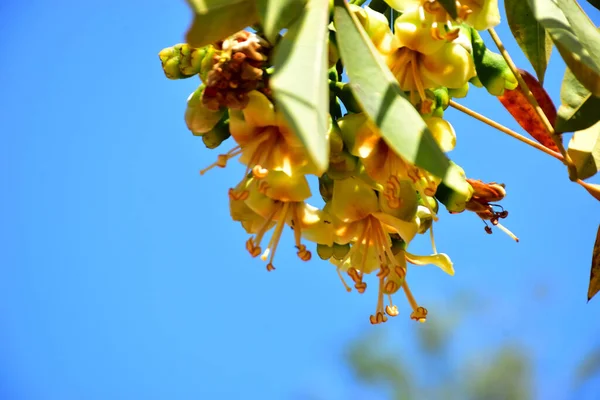 Kapok ağacı çiçekleri (Ceiba pentandra) açık mavi gökyüzünde çiçek açar. Genişletilmiş erkeklik organlarıyla narin sarı çiçekler tropikal ağaçların çiçek açmasını, botanik detaylarını ve doğal mevsimsel büyümeyi vurgular..