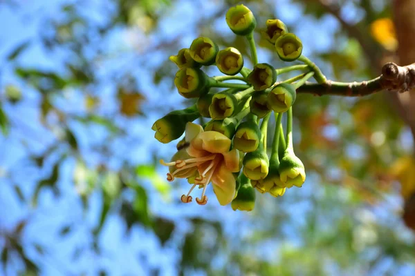 Kapok ağacı (Ceiba pentandra) tropik bir ormanlık alanda yeşil yaprakların arasında çiçek açar. Yapraksı bir tepe örtüsüne karşı sarı çiçekleri ortaya çıkarak doğal çiçekleri, orman ekolojisini ve mevsimsel büyümeyi ön plana çıkarıyor..