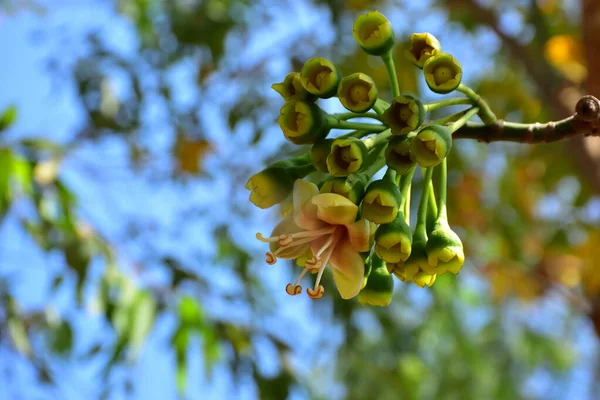 Kapok ağacı (Ceiba pentandra) tropik bir ormanlık alanda yeşil yaprakların arasında çiçek açar. Yapraksı bir tepe örtüsüne karşı sarı çiçekleri ortaya çıkarak doğal çiçekleri, orman ekolojisini ve mevsimsel büyümeyi ön plana çıkarıyor..